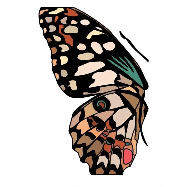Vector illustration of a butterfly wing with detailed black, cream and copper patterns